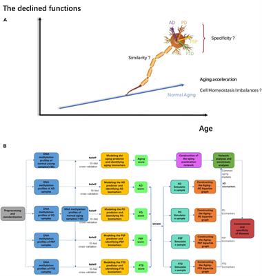 Comparative Analysis of Multiple Neurodegenerative Diseases Based on Advanced Epigenetic Aging Brain